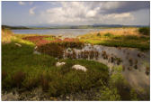 Buch von Navarino (Sdpeloponnes)