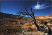 in Syrien