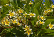 Frangipani-Blte