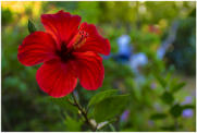 Hibiskus-Blte