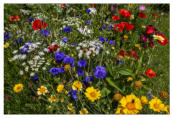    Sommerwiese