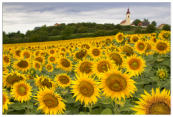    Sonnenblumen in Japons